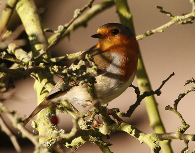 It was a very grey day at Rye Meads and not good for photographing the wildfowl. But, just as we were leaving there some reddish afternoon wintry that lit up a Robin in a tree so I swung up my camera to get a perfectly focussed shot through the branches.
