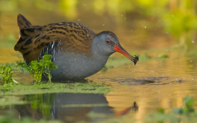 De laatste van de rallen (de rest zal ik op mijn blog zetten) Hier een actieshot. Telkens kwamen ze boven met deze coconnetjes waar iets van een larve oid in zit? Vakkundig peuterden ze er wat uit.