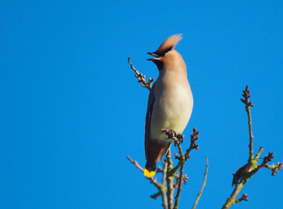 Ook in Belgie worden nu al een tijdje  (welliswaar in kleine aantallen) Pestvogels waargenomen. Dit exemplaar liet zich mooi bekijken en kon ik al roepend op foto vastleggen.