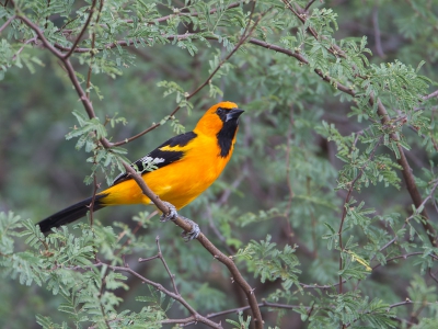 De Altamiratroepiaal is de grootste van de Troepialen familie. Hij komt voornamelijk voor in midden-Amerika, met als uiterste noorden het zuidelijkste puntje van Texas. Ook bij Amerikaanse 'Birders' is dit een veelgezochte vogel, die hier niet erg algemeen is. Ik kwam hem tegen op de parkeerplaats van het 'National Wildlife Refuge' in Santa Ana.

Lijkt me een eerste plaatsing op BP.