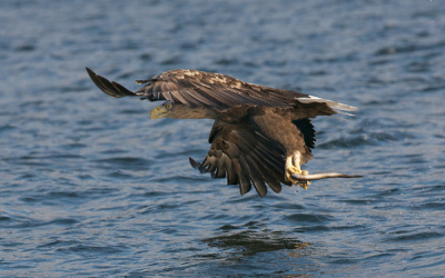 Vanuit een boot, 300 mm, 1/2000,f8,ISO1600.
Ook maar een keer geprobeerd, gids neemt vis mee, roept en de zeearend doet de rest. Betrekkelijk onschuldig, maar toch wel 'dierentuingevoel'. Levert wel mooie plaatjes op.
