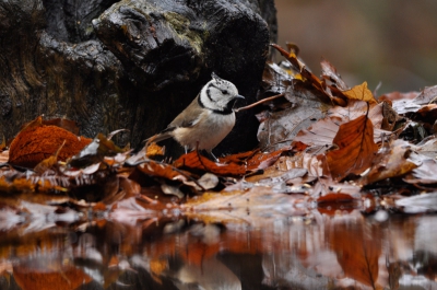 Een foto van de kuifmees, omdat het zu;lke mooie vogeltjes zijn om te fotograferen. Deze foto is gemaakt in de hut van Han Bouwmeester. Een echte aanrader! Prachtige plek om een dag in door te brengen en te genieten van al het moois dat langskomt en er natuurlijk mooie plaatjes van proberen te maken. Het was 3 december overigens erg koud en bewolkt, bij tijd en wijle sneeuwde het zelfs.