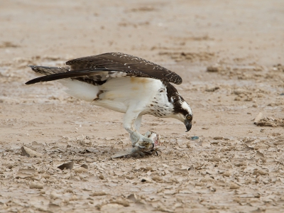 Deze visarend zat op het strand zijn vangst op te eten. Een paar zwarte gieren zaten op gepaste afstand te wachten of er nog wat overbleef.