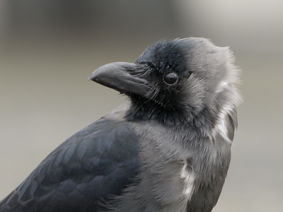 Omdat ik net een topic heb geopend over de uitroeiing vd huiskraaien in hoek v holland, plaats ik deze foto.
Veel vogelfotograven en vogelaars hebben in het verleden deze 
prachtige kraaiensoort bewondert en gefotografeerd.
jammer dat het straks voorbij is.