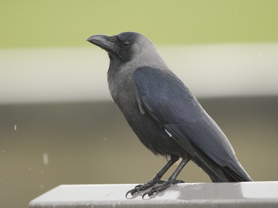 foto voor bij topic uitroeiing huiskraaien door provincie