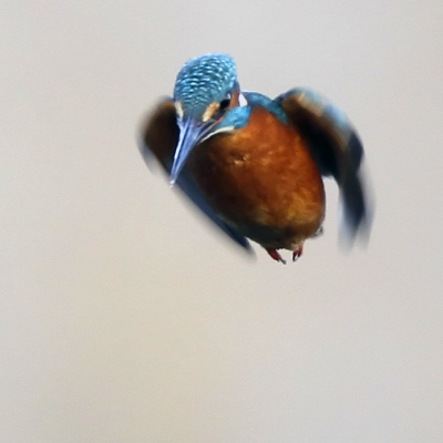 I am superman, the king fisher of the mere, master of all the little fish below me.