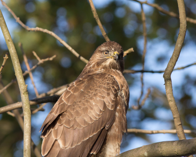 Eerste foto waar de buizerd nog erg verbaast kijk wanneer er iemand met zijn toeter uit de auto hangt. Buizerd zat in een boom langs de weg op een meter of 8 afstand en bleef erg rustig zitten. Heb er op het gemak een foto of 30 van kunnen maken. Op de volgende foto denkt ie er heel anders over.