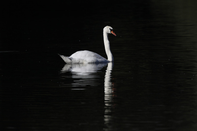The lighting was very strange. The swan was brilliant white and the water very dark. The correct exposure for the swan made the water appear black. The white flecks are not dust spots but some small floaters reflecting light.