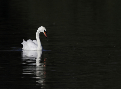 jacob k. suggested that http://www.birdpix.nl/album_page.php?pic_id=340728 would be a better composition if I hadn't placed the swan in the centre. As I am only a beginner, I have taken his advice and posting a similar photo that I could crop to have the neck at 1/3rd in and the head at an intersection of 1/3rd lines. Is it more interesting?