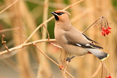 Toch vandaag even bij een groepje pestvogels geweest vandaag, het weer werkte niet mee.