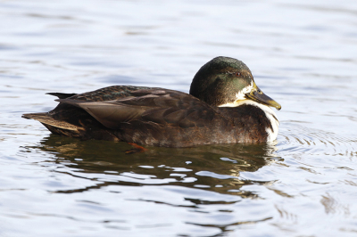 A couple of these were swimming with the wild mallards in  Lackford Lakes, near Cambridge. Are they a variety of a bibbed duck?