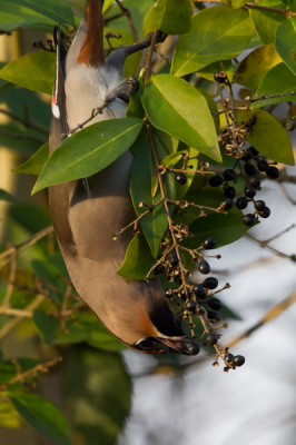 Van het weekend pestvogels in het dorp, deze was helemaal ondersteboven van de heerlijke besjes.