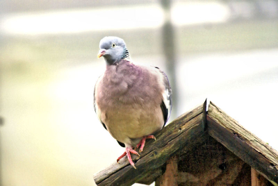 Bij mij voor het raam genomen in Poeldijk, de duif zat op het vogelhuisje , vlug dus de foto genomen.
