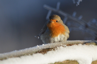 een takje huls erbij met en paar rode bessen 
en dan heb je had ik meest vekochte kerstkaartje op foto