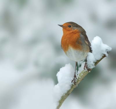 lekker winters weer, en ja daar zat het roodborstje, prachtig beeld icm de sneeuw