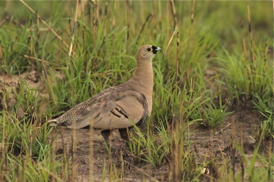 Er is maar 1 soort zandhoen in Madagascar, en ze zitten in het zuiden en westen van het land. Je weet nooit precies wanneer, maar je komt altijd wel een groepje op de weg tegen in de eindeloze graslanden. Vanuit de rijdende doos.