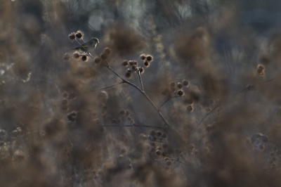 Een groepje groenlingen was luid kwetterend bezig met fourageren toen na een druilerige dag opeens het zonnetje tevoorschijn kwam. Door manueel te focussen heb ik dit beeld kunnen maken van de natuurlijke omgeving van dit vogeltje in de wintertijd.