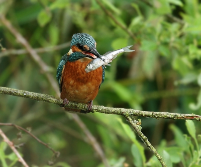 Een tijdje geleden deze foto gemaakt van een Ijsvogel. Ik ben benieuwd wat jullie ervan vinden.