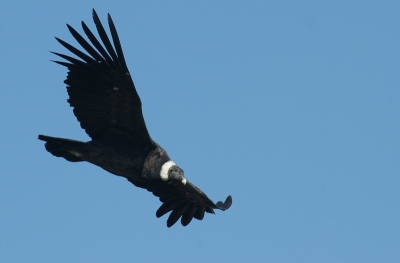 In patagonie komen veel condors voor in en rond de bergen, je ziet ze af en toe passeren. Dit exemplaar kwam op een gegeven moment fraai laag langs vliegen en cirkelde een keer rond zodat ik een foto kon nemen.