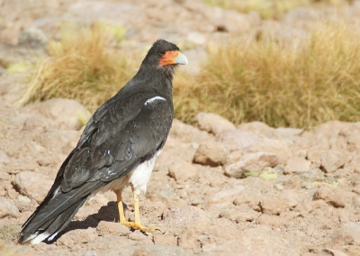 Tijdens de excursie in de hoge Andes, was er een stop bij een huisje. Er was een kleine lokale afval plek waar veel andes meeuwen zaten. Plots vloog er ook een mountain caracara rond die ik slechts een maal even zag. Een fraaie vogel.