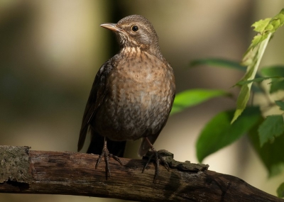 Moeilijke omstandigheden in het bos dan weer een beetje zon dan weer schaduw,maar toch nog aardig gelukt vind ik zelf