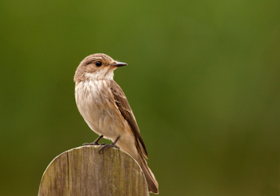 De vogel had een zwaluwnest ingepikt en had er jongen in, de aanvlieg was van mijn hekwerk naar boven toe.
Achter de waterput heb ik hem genomen met mijn 400mm lens, De vogel heeft wel iets vind ik. Jammer dat hij zo in beeld zat, ik had zijn staart er ook wel helemaal op gehad hebben

Gr sam

Gr sam