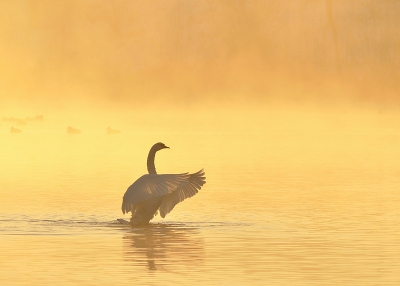 Nog eentje uit de serie van de KBZ die ik 2 weken terug kon fotograferen.
Hier sloeg de zwaan even mooi z'n vleugels uit te midden van het gouden licht. Gelukkig kon ik op tijd afdrukken! Een onvergetelijke dag was het, ik had niks meer te wensen..

Groet,
Arn