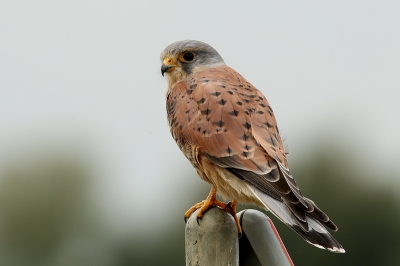Dit torenvalkje hield mij nauwlettend in de gaten en gaf even de gelegenheid om n plaatje te schieten
