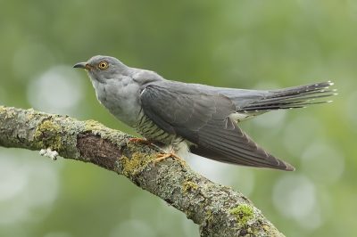 Deze koekoek heb ik met dank aan Rian Vesters kunnen vastleggen. Deze koekoek had een vaste tak waarvan hij steeds op zwarte harige rupsen ging jagen. Het was echt geweldig om deze vogel eens van dichtbij te mogen zien.