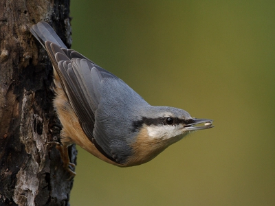 En van de drie exemplaren die dit weekend de voederplaats in onze tuin bezocht.  Het verzamelde voedsel werd op verschillende plaatsen verborgen voor meer barre tijden...