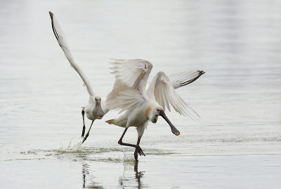 Even een oudje hier, We waren voor de Ijsvogel weg, maar kwamen deze twee lepelaars tegen een jong en moeder, De moeder was bezig eten te krijgen terwijl het jong steeds achter hem aan zat.

Ik heb iets overbelicht anders waren ze te donker geworden

Gr sam