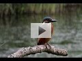 Ik film niet zo vaak met vogeltochten. Maar deze IJsvogel bleef lang genoeg zitten om een leuk filmpje van te maken. Nu eindelijk even tijd gevonden om de mooiste momenten bij elkaar te knippen.

Filmpje van 1 minuut waarin de Ijsvogel zich van alle kanten laat zien! Gemiet ervan!