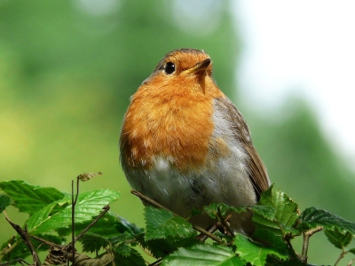 Omdat ik een nieuw ben op Birdpix eens in mijn archiefgedoken. Deze vogel kwam bijna dageijks even buurten op de camping waar ik verbleef. De nieuwsgierigheid die we voor elkaar hadden, maakte dat ik dit roodborstje lange tijd met mijn camera kon volgen.
