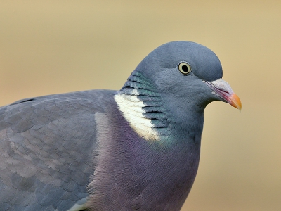 De sombere weersomstandigheden van de afgelopen weken zorgen wel voor een heerlijk schaduwloos licht, deze Houtduif zat op de voedertafel.