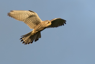 Hallo allemaal,

eindelijk een eigen camera! Twee dagen geleden voor het eerst met mijn nieuwe camera op pad. Deze biddende torenvalk pakte een van de weinige stralen zon mee op deze, qua weer sombere dag...