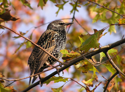 Hoewel ze in de herfst een vreselijke plaag kunnen zijn bljiven het schitterende vogels.
1/400 sec, F3.5