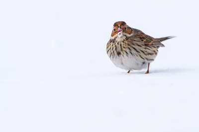 At friend's feeder came rare visitor, he was not sure what kind of bunting it was, so I offer to come to take some photos, so we could recognize what kind of bird there it is. So I drove 132km in one way to take photos, and it was fantastic, because I never seen before Little Bunting.