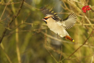 Vandaag weer eens even op pad geweest.
Het doel was Pestvogels en het liefste ook nog in vlucht vast leggen.
Nou ik kan wel zeggen heb mij goed vermaakt met het beetje zon wat er was.
Hier is een van de resultaten.

Gr Peter