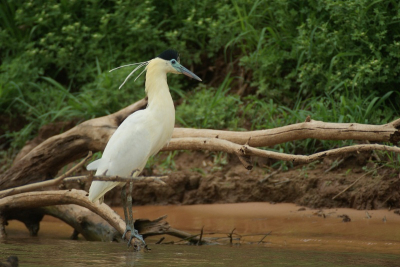 Deze reigersoort zie je zo af en toe in de pantanal. Ik vind het een van de fraaiere reigers.