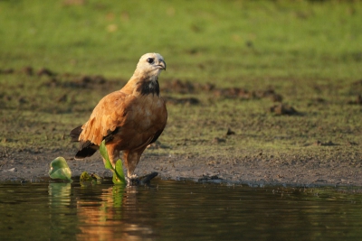 Deze moeras buizerd komt veel voor in de pantanal. Tijdens een van de boottochtjes zat deze even mooi aan de oever en kon ik er een opname van maken.