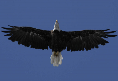 Ik Had gelukkig mijn camera stand-by.
Strak blauwe lucht.
Ik heb hem genomen om de breedte van deze vogel  te laten zien+- 2meter
