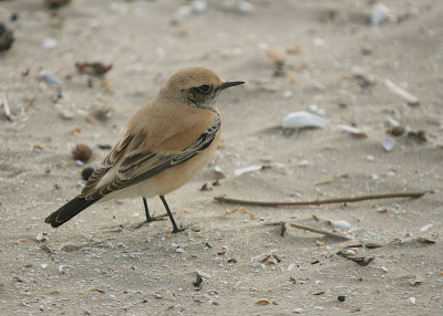 Ik heb een halve dag vrij genomen om deze vogel te zien.
verschillende foto's kunnen maken.