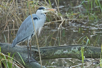 Onderweg zag ik deze blauwe reiger onder in een sloot zitten
met mooi licht erop