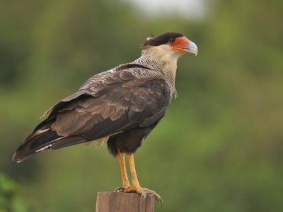 Een veelvoorkomende soort in geheel zuid Amerika. Toch blijft het ook een leuke vogel om te zien. En een mooie foto nemen is dan des te leuker.