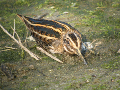 20x vergroting, 3x zoom