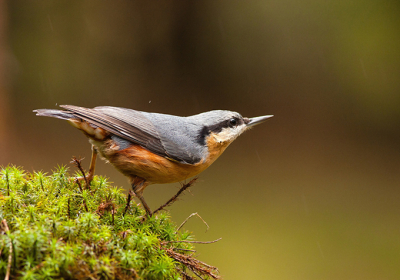 De omstandigheden waren regen, Deze Boomklever trokt zich hier weinig van aan, Het licht was ook niet zo mooi dus moets ik voor een Canon 40D een hoge iso nemen wat niet altijd te goede komt, maar hier ziet het er denk ik nog wel goed uit

Gr sam