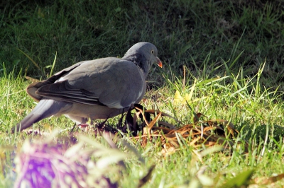 deze houtduif kwam ik op het gras tegen en maakte deze foto.