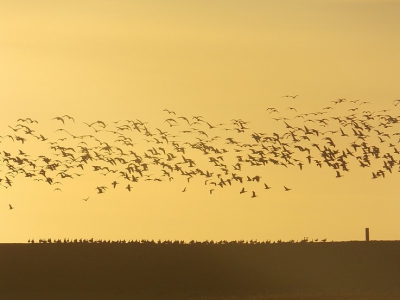 Nog een foto van de Brandganzen in de Breebaartpolder. Het was een komen en gaan van Ganzen, Een gedeelte zit hier op de dijk, het andere gedeelte vliegt in de lucht.