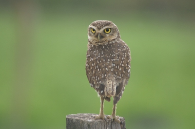 Langs de graslanden staan de lange hekken en op de paaltjes zitten zo af en toe deze holenuiltjes.
Deze draaide zich even om naar de lens