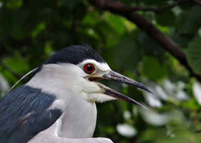 in en om Artis verblijven net als in Rotterdam Blijdorp verschillende soorten vogels waaronder de Kwak.
het zijn naar mijn mening schitterende vogels alleen al door hun ogen.